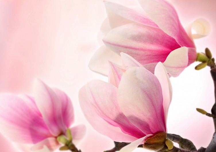 Qualidade a um preço justo